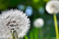 /album/%e5%a4%8f/%e3%82%8f%e3%81%9f%e3%81%bc%e3%81%86%e3%81%97%e3%80%80%ef%bd%9e%e3%81%9d%e3%81%ae%e9%80%8f%e3%81%8d%e9%80%9a%e3%82%8b%e7%be%8e%e3%81%97%e3%81%95%ef%bd%9e-jpg/